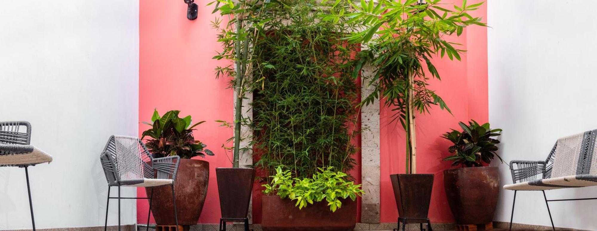 Nueve Agaves Hotel テキーラ エクステリア 写真